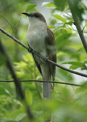 Black-billed Cuckoo