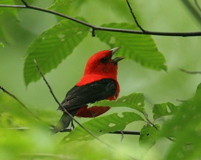 Tanagers