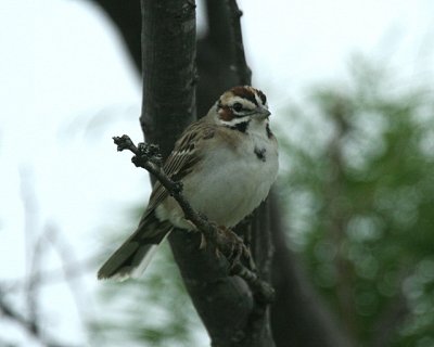 Lark Sparrow