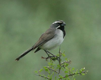 Black-throated Sparrow