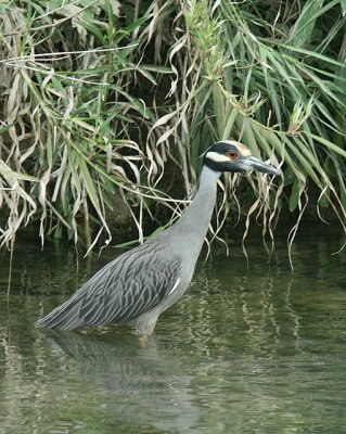 Yellow-crowned Night-heron