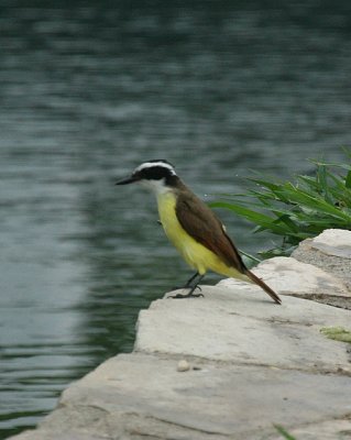 Great Kiskadee