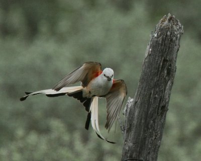 Scissor-tailed Flycatcher