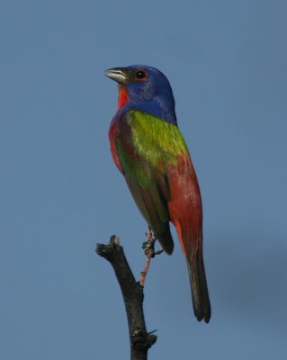 Painted Bunting