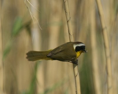 Common Yellowthroat