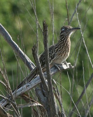 Greater Roadrunner