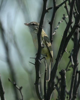 Bell's Vireo