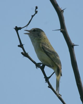 Bell's Vireo