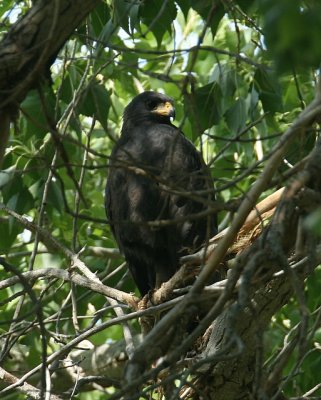 Common Black Hawk