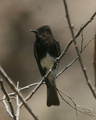 Black Phoebe