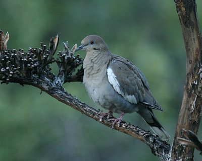 White-winged Dove