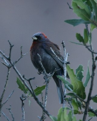 Varied Bunting