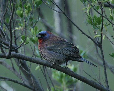 Varied Bunting