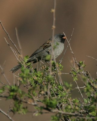 Black-chinned Sparrow