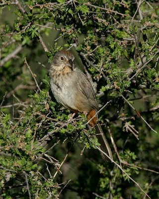 Canyon Towhee