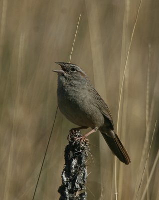 Rufous-crowned Sparrow