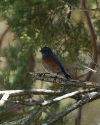 Western Bluebird