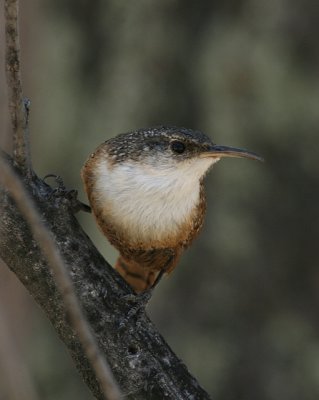 Canyon Wren