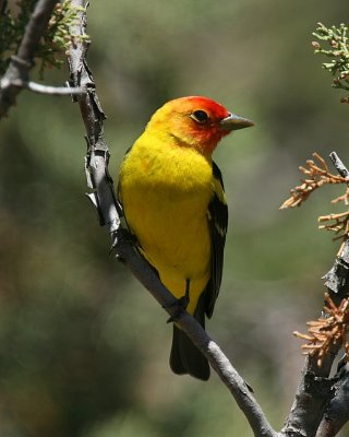 Western Tanager