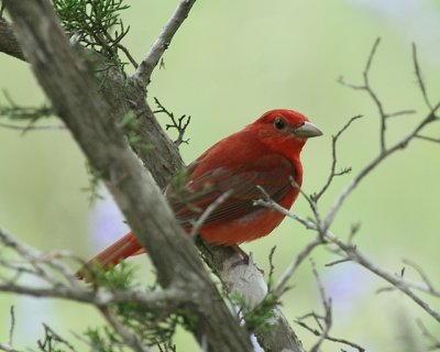 Summer Tanager