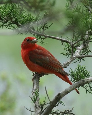 Summer Tanager