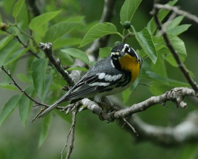 Yellow-throated Warbler