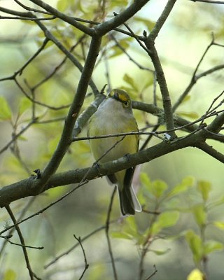 White-eyed Vireo