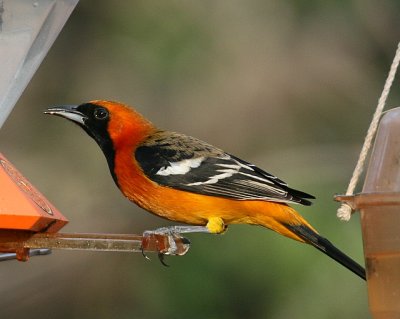 Hooded Oriole Winter Plumage