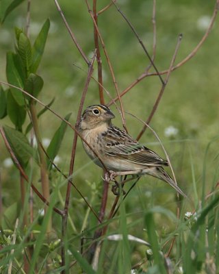 Grasshopper Sparrow