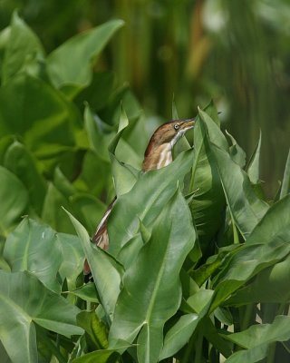 Least Bittern