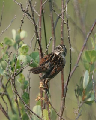 Swamp Sparrow