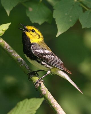 Black-throated Green Warbler