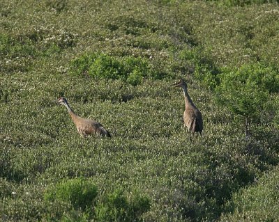 Sandhill Crane