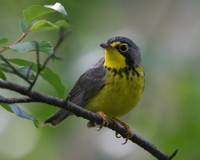 Canada Warbler