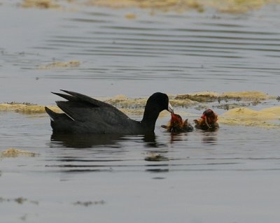 American Coot