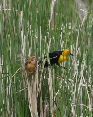 Yellow-headed Blackbird