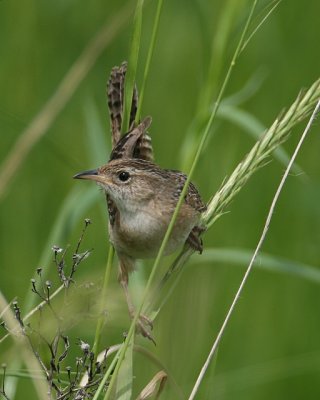 Sedge Wren