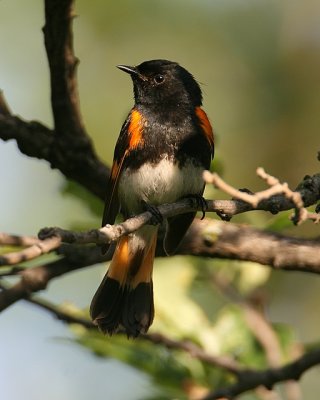 American Redstart