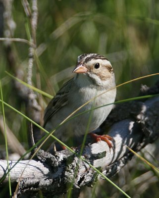 Clay-colored Sparrow