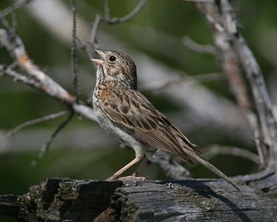 Vesper Sparrow