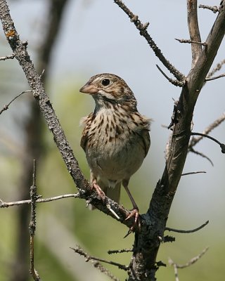 Vesper Sparrow