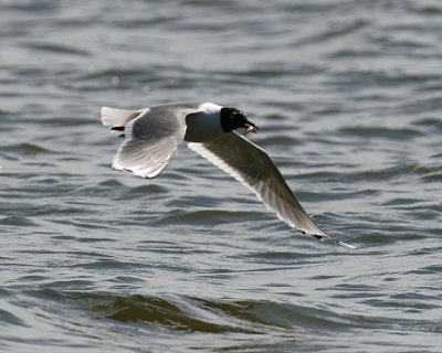 Franklin's Gull