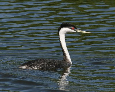 Western Grebe