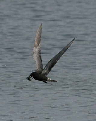 Black Tern