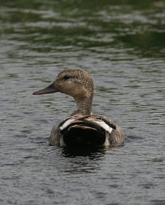 Gadwall