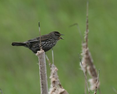 Red-winged Blackbird