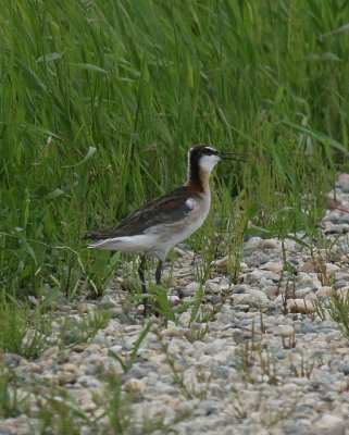 Wilson's Phalarope