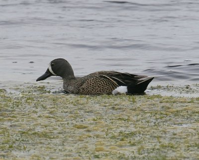 Blue-winged Teal