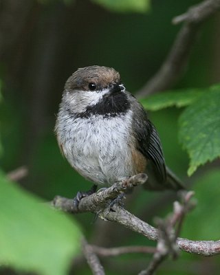 Boreal Chickadee