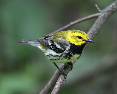 Black-throated Green Warbler